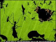 الصورة الفائزة: النمل النشيط