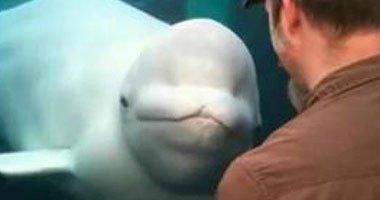 دراسة: ذكر الحوت الأبيض يستطيع أن يقلد محادثات الإنسان