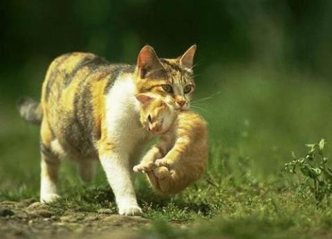 لماذا تحمل القطّة أبناءها بفمها من رقبتهم ؟