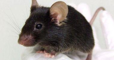 باحثون يابانيون نجحوا فى توليد فأر "مغرد"