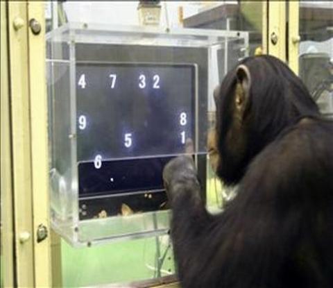 شمبانزي يلعب البازل!