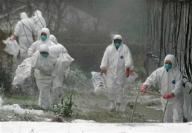 اليابان: اكتشاف سلالة خطيرة من انفلونزا الطيور في دجاج نافق
